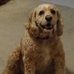 CBD for Pets