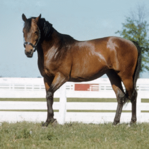 CBD for Horses and Donkeys
